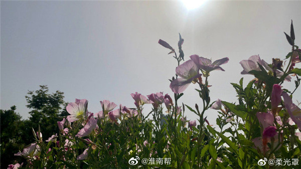 【圖說淮南】——忽驚月見新成片，還道仙荷遠(yuǎn)淖塵
