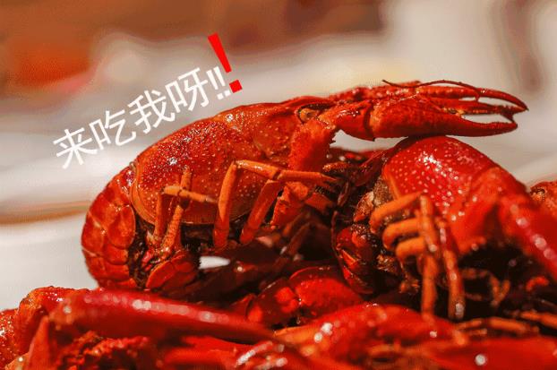 重磅通知，有“鉗”任性！千斤龍蝦空降淮南免費(fèi)吃，精釀啤酒免費(fèi)喝啦，速來參與