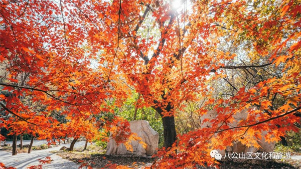 【圖說淮南】——八公山風景區(qū)這個地方紅了！