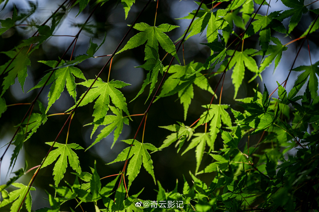【圖說淮南】——淮南2022年的這一抹新綠請(qǐng)簽收！