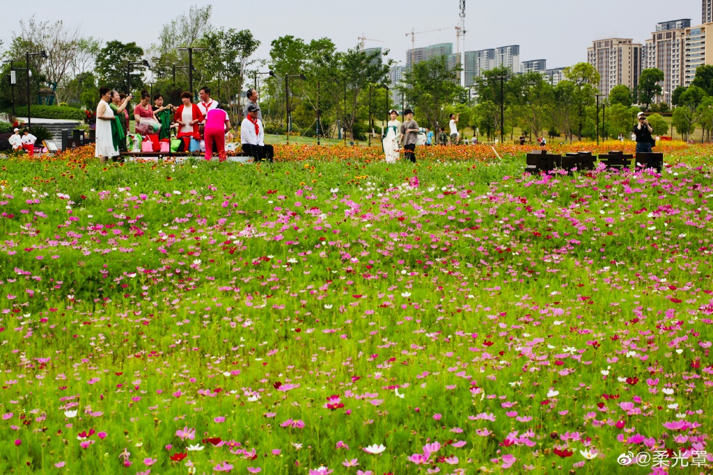 【圖說淮南】——淮南的中央公園的花一定不能錯(cuò)過！
