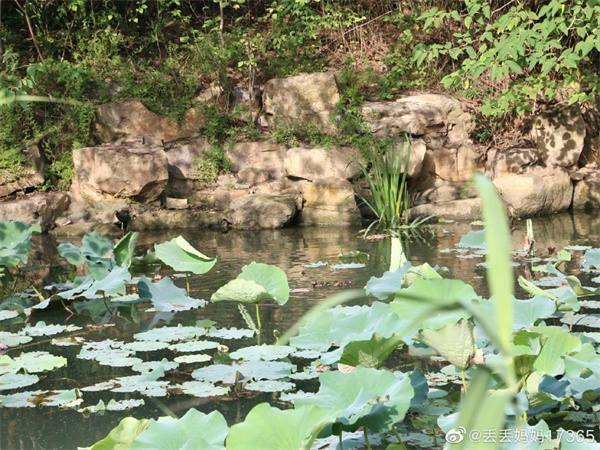 【圖說(shuō)淮南】——淮南龍湖公園的夏景是什么樣的？