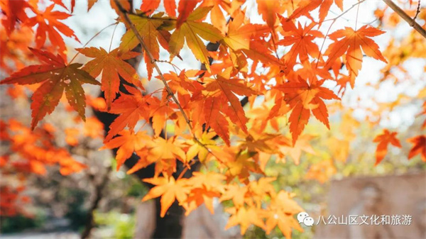 【圖說淮南】——八公山風(fēng)景區(qū)楓葉