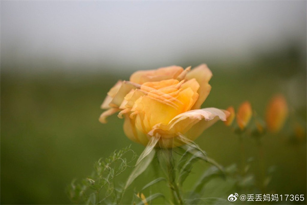 【圖說(shuō)淮南】——只道花無(wú)十日紅，此花無(wú)日不春風(fēng)