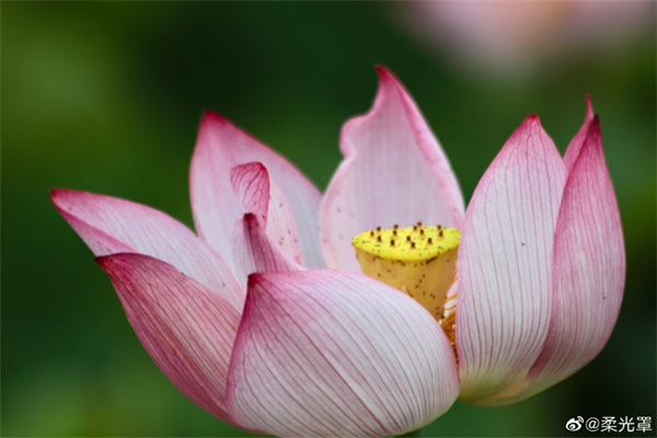 【圖說淮南】——一朵芙蕖，開過尚盈盈