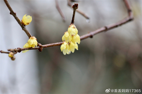 【圖說淮南】——墻角數(shù)枝梅，凌寒獨(dú)自開