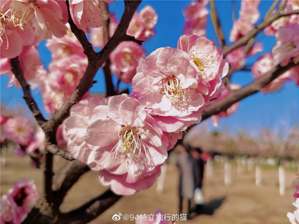 圖說淮南——春光瀲滟，如花似錦